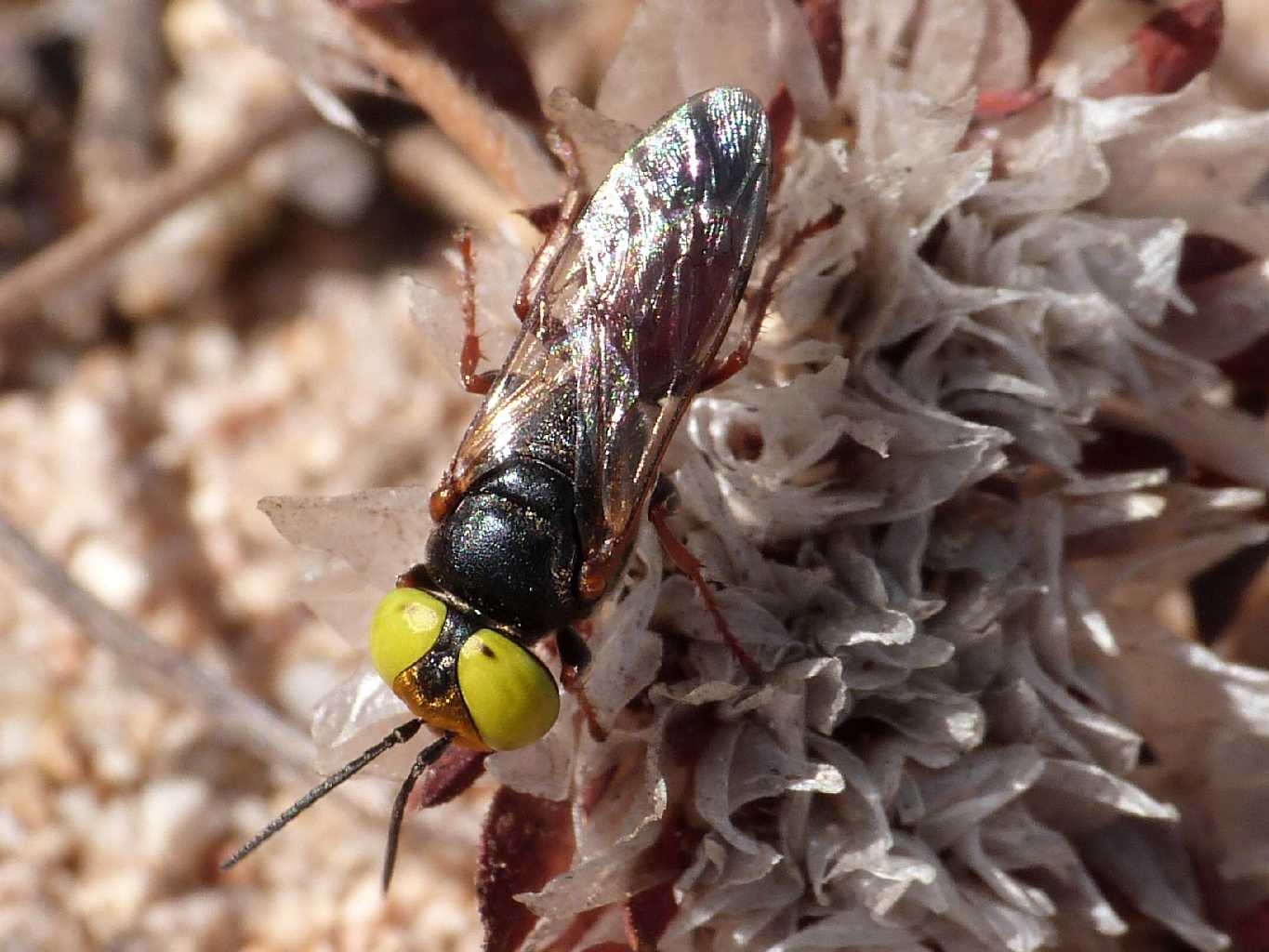 Occhioni di zolfo: Tachysphex incertus rufiventralis